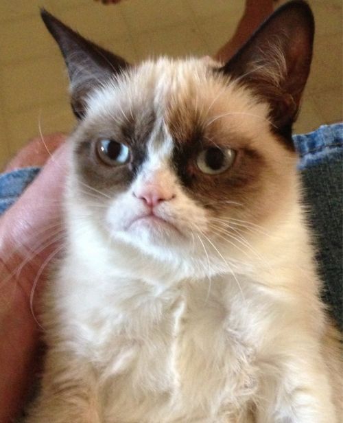 Grumpy Cat meme template